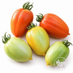 Beauty Plus Heirloom Tomato Seeds. Beauty Plus tomato seed variety showing elongated orange-red fruit on the plant.