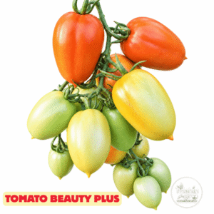 Beauty Plus Heirloom Tomato Seeds. Beauty Plus tomatoes at different ripeness stages on a white background