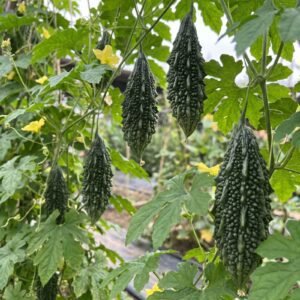 Bitter Gourd Super King Hybrid Seeds | Premium Bitter Melon (Karela) Seeds for Home Garden & Trellis Growing