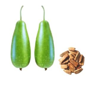 Bottle Gourd Green Queen Seeds | Premium Calabash, Lagenaria siceraria, & Long Melon Seeds for Planting