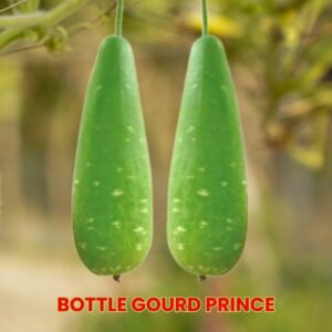 Bottle Gourd Prince Seeds | Lagenaria siceraria Calabash Seeds for Planting | High Yield Heat Tolerant Bangladeshi Lau Variety