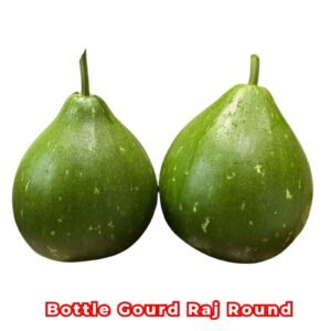 Bottle Gourd Raj Round F1 Seeds | Lagenaria siceraria, Calabash Hybrid Round Bottle Gourd Seeds for High Yield Home Garden & Farm Planting