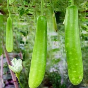Bottle Gourd Slim Angel Seeds | Long Cylindrical Calabash Gourd Seeds for Planting | Lagenaria siceraria High Yield Slim Long Variety for Home Garden, Best for Small Family