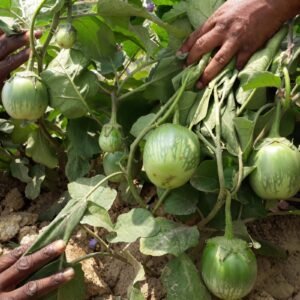 Brinjal Nice Ball Seeds | Shiny Green Round Eggplant Seeds | High-Yield Solanum melongena Seeds for Home Gardens & Farms | 1 gram Seeds