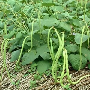 Bush Bean Joy (Khato Borboti) Seeds | High Yield Green Yardlong Bush Bean Seeds for Home Gardens
