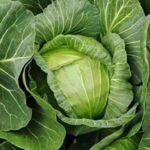 Cabbage MA Hybrid Seeds | High Yield Brassica Oleracea Var. Capitata Hybrid Vegetable Seeds for Planting | 1 Gram