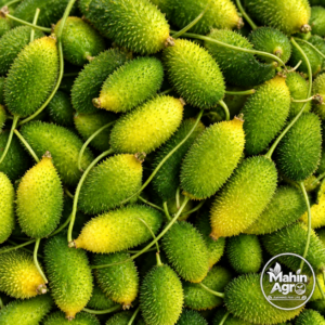 Green Kakrol fruits hanging from leafy climbing vines in a garden