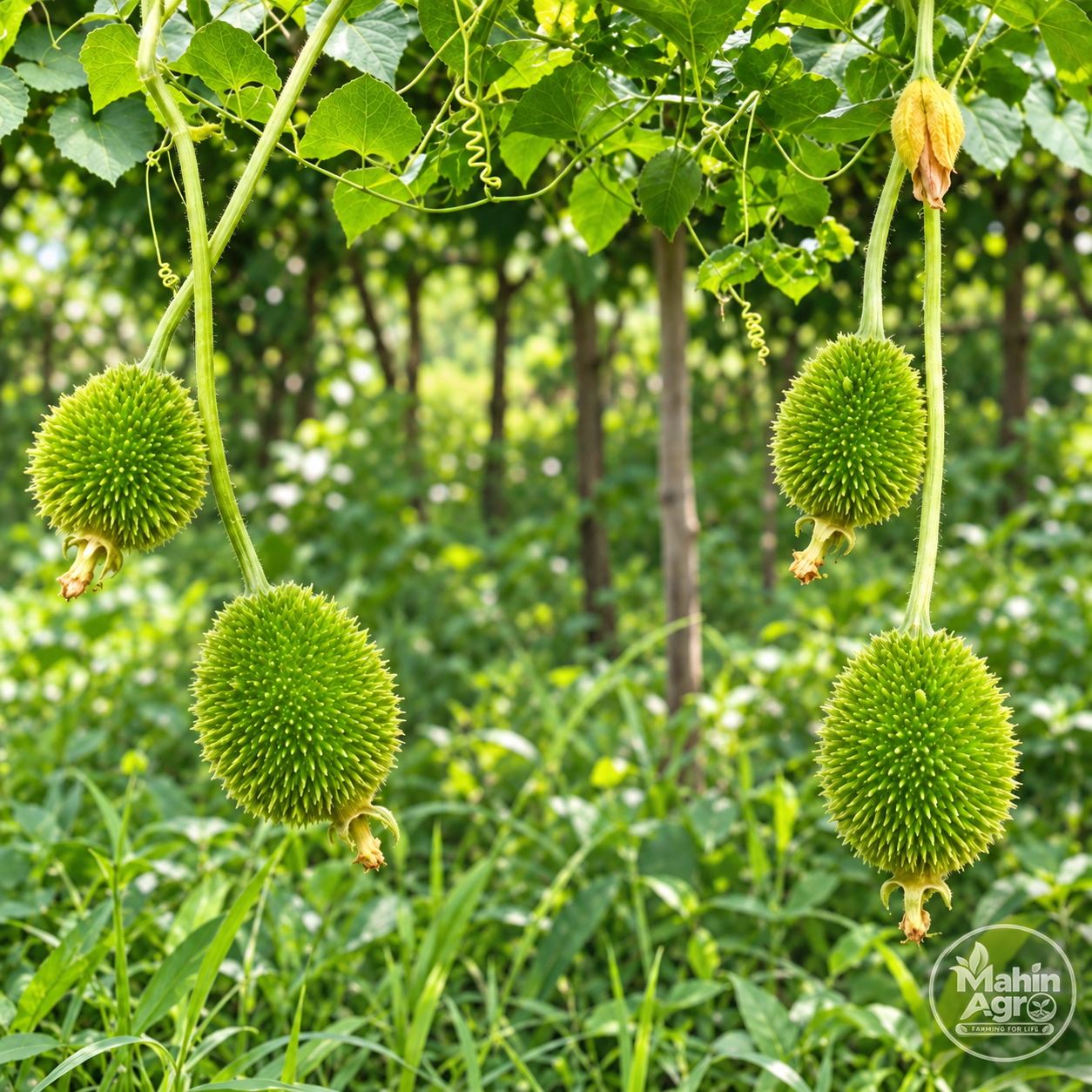 Harvested green spiny gourds (Kakrol) with textured skins and attached stems