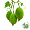 Three green spiny gourds with leaves and tendrils against a white background