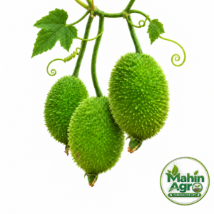 Three green spiny gourds with leaves and tendrils against a white background