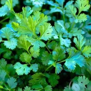 Organic Coriander Seeds | Slow Bolt Non-GMO Cilantro
