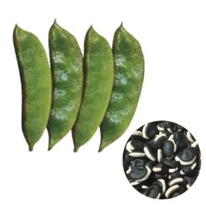 Country Bean Goal Gaddah Seeds | Purple Hyacinth Bean Seeds for Planting | Early Harvesting Lablab Bean Vegetable Seeds for Trellis, Fence, Raised Bed & Home Garden