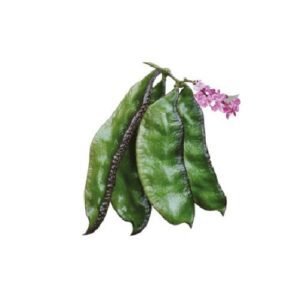 Country Bean Mayabigaddah Seeds | Hyacinth Bean Seeds for Planting – Lablab purpureus, Non-GMO Climbing Bean, Heirloom Vegetable Seeds for Home Garden