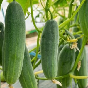 Cucumber Giant King F1 Hybrid Seeds | High Yield Deep Green Cucumis sativus Seeds for Planting | Early Vigorous Hybrid Cucumber Variety