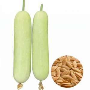 Cucumber Long White Seeds | White Hybrid Cucumber Seeds for Planting | Early High Yield Cylindrical White Cucumber Variety