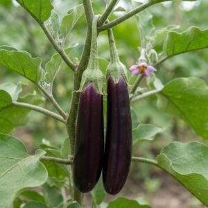 Eggplant Delight-L Seeds | Solanum Melongena | Long Purple Brinjal Seeds for Home Gardens, Raised Beds & Farms | 1 gram Seeds