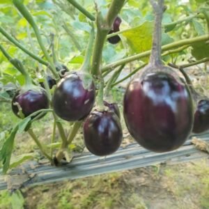 Eggplant- Deshi Tal Begun Seeds | Bangladeshi Round Purple Brinjal for Planting | Heirloom Asian Eggplant Seeds for Home Garden | 1 Gram