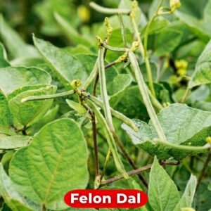Felon Dal Seeds | Cowpea (Vigna Unguiculata) Seeds for Planting | 20 Grams