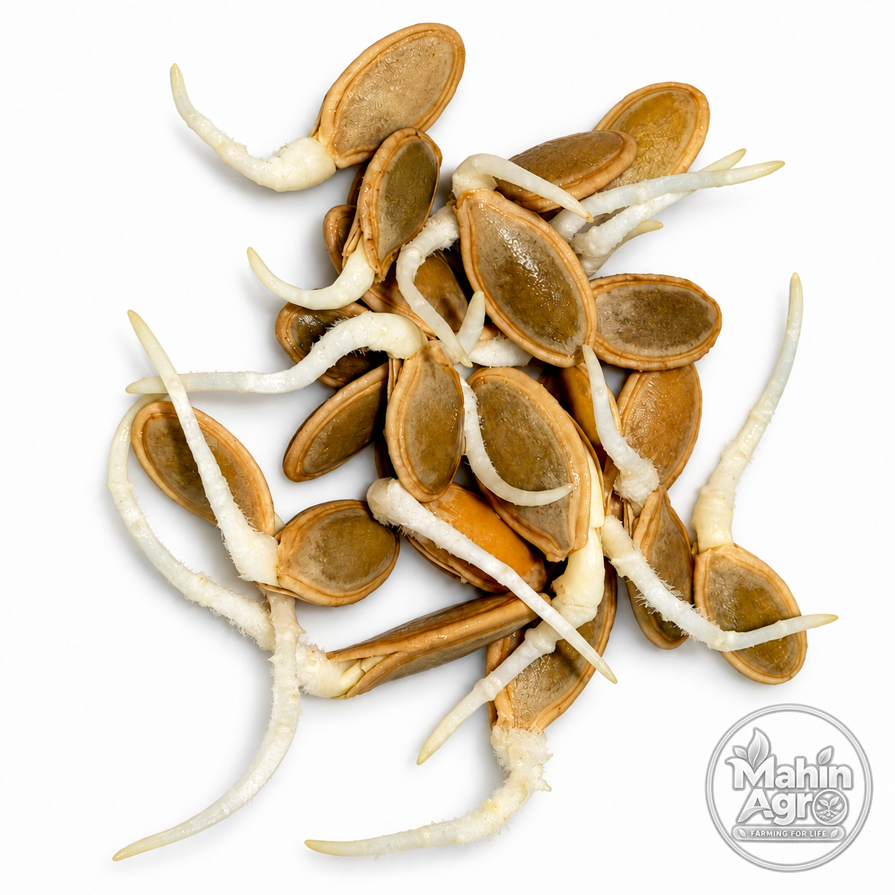 Zucchini Seeds – Round ( mixed color)