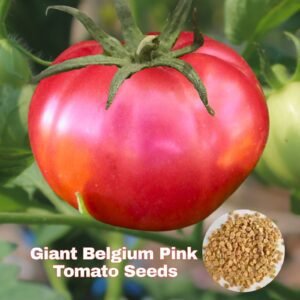 Tomato Belgium Giant Seeds | Heirloom Large Pink Tomatoes (Average 2 Pounds) Seeds for Planting | Non-GMO Home Garden Vegetable Seeds | 1 Gram