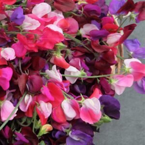 Sweet Pea Heirloom Mix Seeds | Fragrant Lathyrus Odoratus Climbing Annual Flower Seeds for Trellis, Fence, Cut Flowers & Cottage Garden | 5 Grams