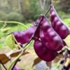 Hyacinth Bean – Purple Seeds | Lablab purpureus Dolichos Red-leaved Climbing Vine | Ornamental & Edible Bean