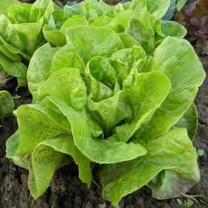 Lettuce-Butterhead Seeds | All Year Round Heirloom Butter Lettuce for Planting | Non-GMO Crisp Sweet Salad Lettuce Seeds