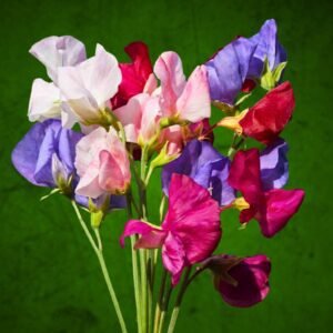 Mammoth Sweet Pea (Lathyrus Odoratus) Mix Seeds | Fragrant Climbing Flower Seeds for Trellis, Fence, Cut Flowers, Cottage Garden | 5 Grams