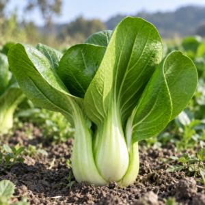 Close view of harvested pak choi leaves and stalks