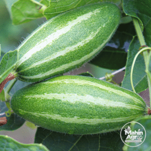 Close-up of two green Parwal fruits with pale stripes on a pointed gourd vine
