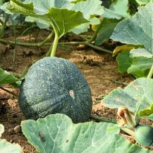 Pumpkin Sultan Hybrid Seeds | Dark Green Premium Pumpkin Seeds for Planting | High Yield Hybrid Variety