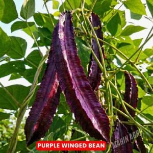 Purple Winged Bean Delight Seeds | Four-Angled Bean (Psophocarpus tetragonolobus) for Home Gardens