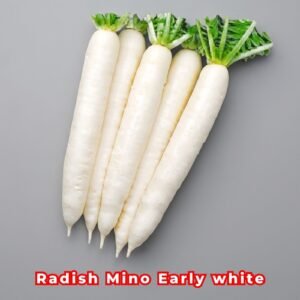 Radish Mino Early White Seeds | Raphanus Sativus Seeds | White Daikon Radish Premium Non-GMO Vegetable Seeds for Home Garden & Farm