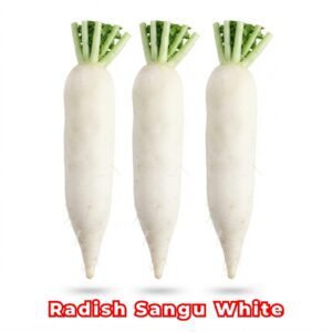 Radish Sangu White Seeds | White Daikon Radish | Raphanus sativus Premium Milky White Radish Seeds | Non-GMO Vegetable Seeds for Home Garden & Farm