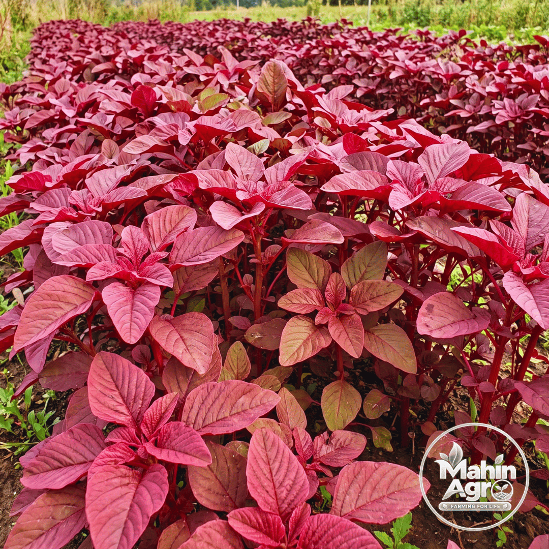 Close view of red amaranth plants growing densely in a field with Mahin Agro watermark