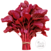Red amaranth leafy bunch tied with jute on white background, Mahin Agro watermark