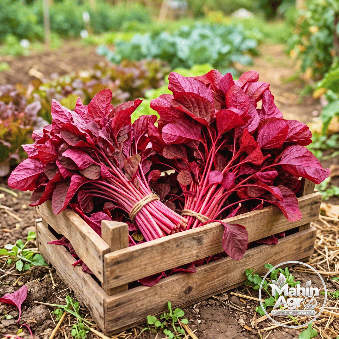 Harvested red amaranth leaves in a wooden crate outdoors with Mahin Agro watermark