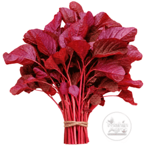 Red amaranth leafy bunch tied with jute on white background, Mahin Agro watermark