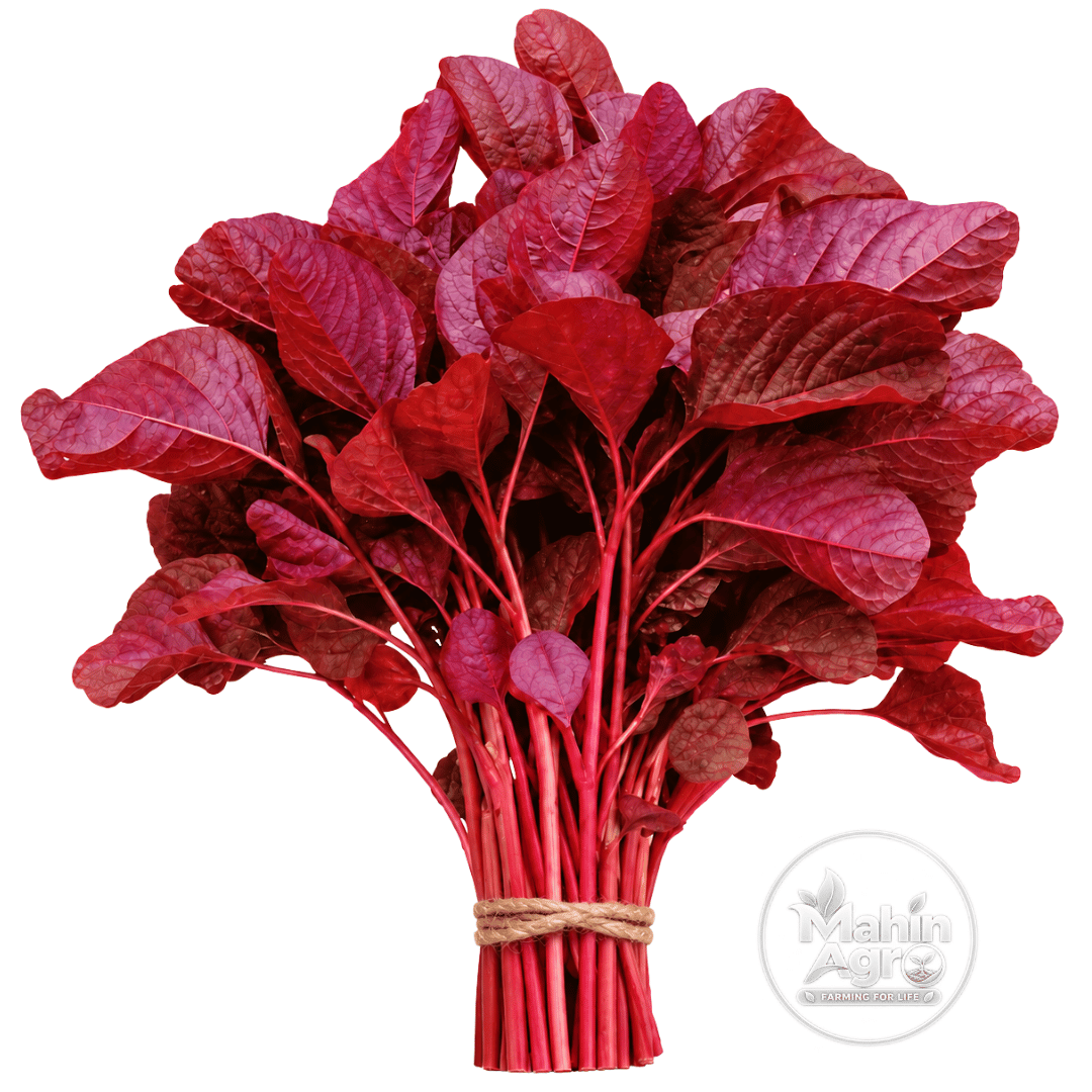 Red amaranth leafy bunch tied with jute on white background, Mahin Agro watermark