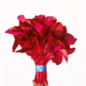 Red Amaranth (Lal Shak) Altapeti Seeds | Fast-Growing Leafy Amaranthus tricolor for Home Gardens | Mahin Agro