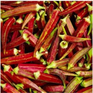 Red Burgundy Okra Seeds (Abelmoschus esculentus) – Organic Non-GMO Heirloom Red Okra for Home Garden