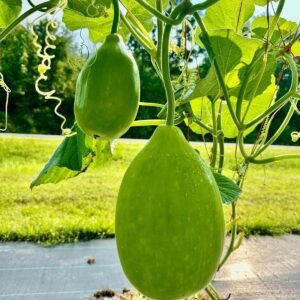 Bottle Gourd Surma (Round) Seeds | Non-GMO Calabash, Lagenaria siceraria, High Yield Round Bottle Gourd for Home Garden