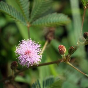 Sensitive Briar Seeds – Pink Puffball Native Wildflower for Pollinator Gardens | Mimosa-Style Perennial for Meadow & Prairie Planting | 1 Gram