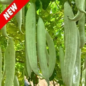 Snake Gourd Orpita Seeds | High Yield Trichosanthes Cucumerina Heirloom Non-GMO Vegetable Seeds for Planting