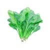 Spinach Seeds || Kopi Palong Seeds For Planting