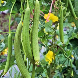 Sponge Gourd Early Bird Seeds | High Yield Light Green Luffa Sponge Gourd Seeds for Planting | 10 Seeds