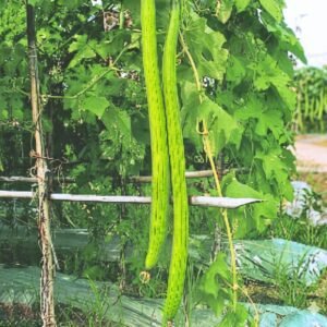 Sponge Gourd Extra Long Seeds | Extra Long Green Luffa Loofah Seeds for Planting | Vigorous High Yield Variety