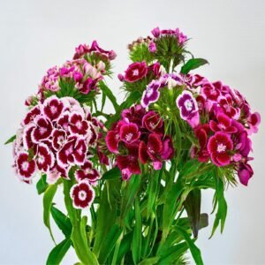 Sweet William (Dianthus barbatus) Mix Seeds | Fragrant Heirloom Dianthus Flower Seeds for Cottage Garden, Borders, Cut Flowers & Pollinator-Friendly Planting | 2 Grams