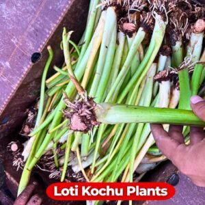 Taro Stolon (Loti Kochu) Plants for Home Garden | Colocasia Esculenta Plants for Planting | 1 Stem