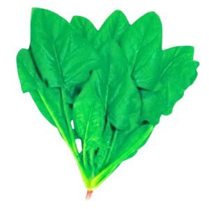 Thai Dragon Spinach Seeds | Premium Asian (Thai) Leafy Green Spinach Seeds | Disease Resistant Fast Growing Spinach Seeds for Home Garden